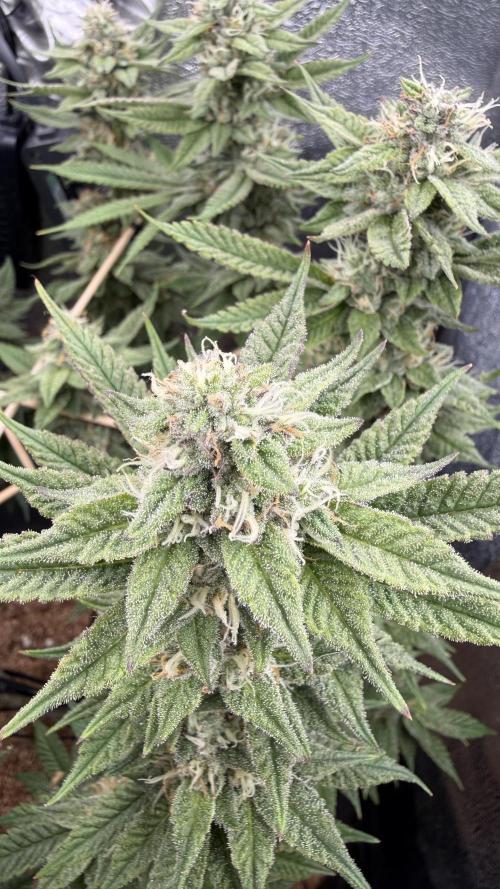 Primera fotopereodica GG4#. Week 13