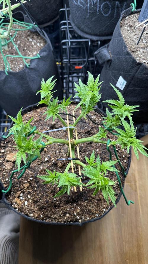 Time to experiment my theory on auto. Week 5 - looks helathy