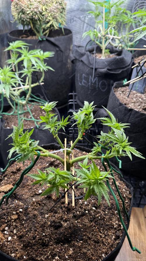 Time to experiment my theory on auto. Week 5 - 28 days 2 topping no leaves in shade