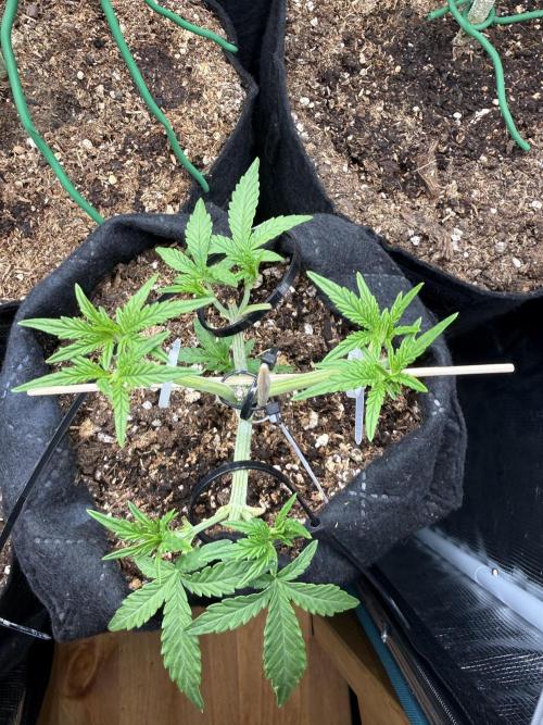 Runtz auto 2. Week 4 - 2 topping dona