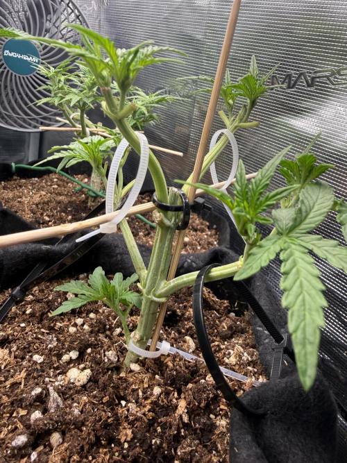 Runtz auto 2. Week 4 - main lining ahead