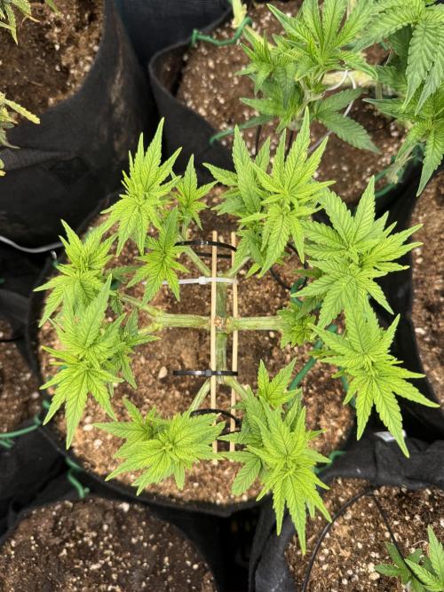 Time to experiment my theory on auto. Week 5 - Co2 sessions