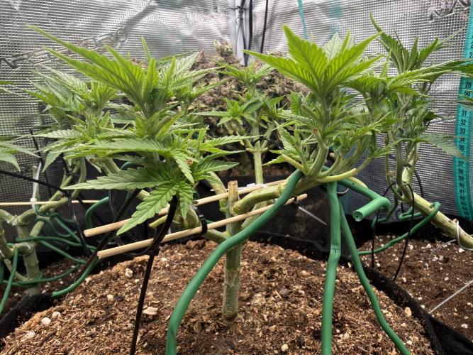 Time to experiment my theory on auto. Week 5 - still have 5 hours to grow before end off day