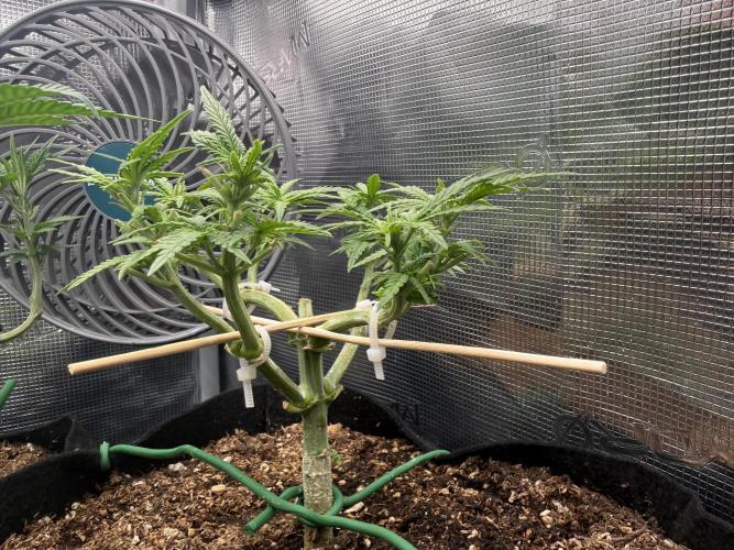 Northern lights auto Spirit Seeds. Week 5