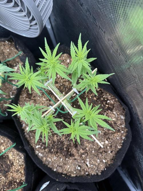Northern lights auto Spirit Seeds. Week 5 - 28C RH 65-70 co2 1200 ppfd 1000+++
