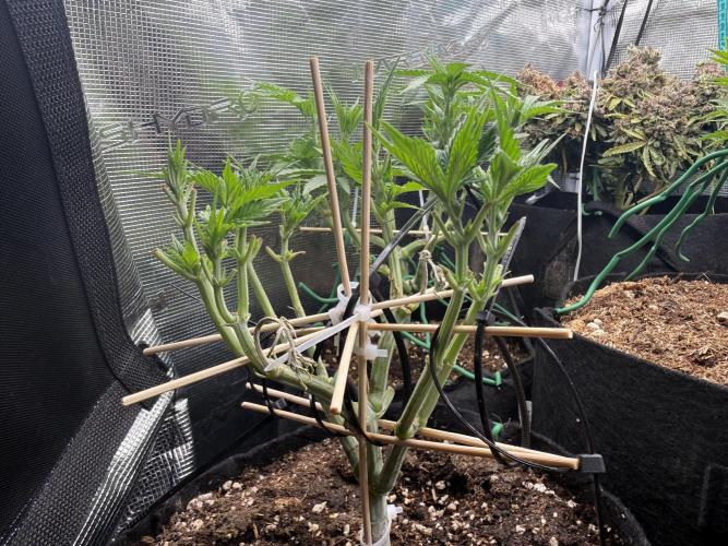 all eyes on weed. Week 6 - Badly lost 2 colas