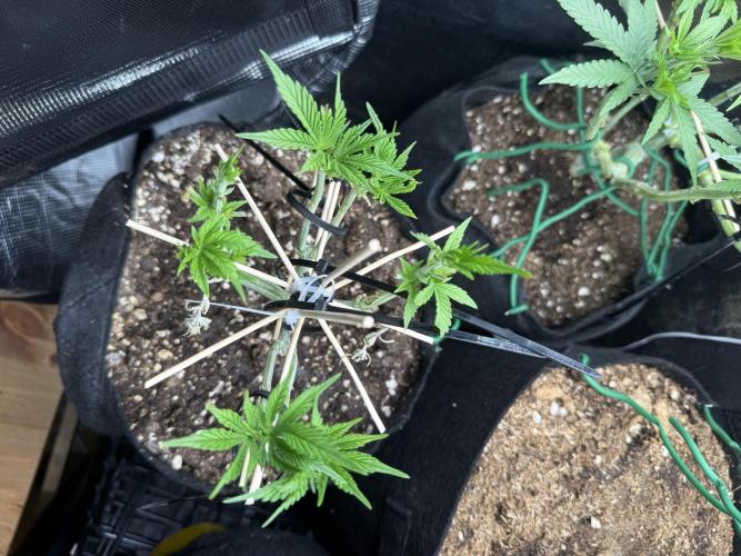 all eyes on weed. Week 6 - recovering