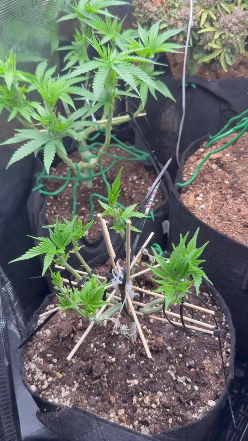 Hasse Grow Box