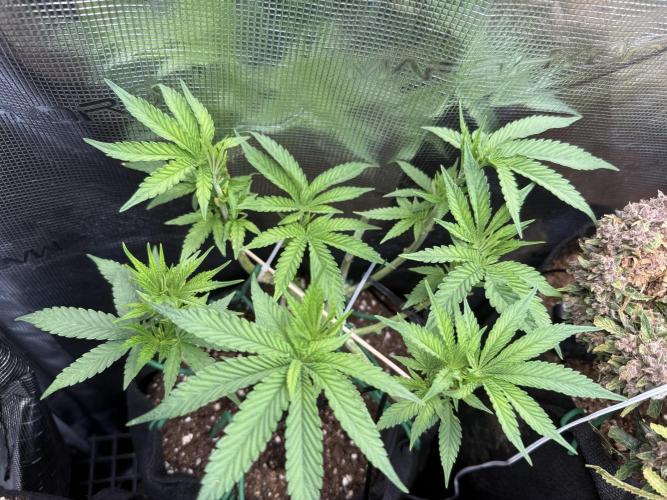 White Russian Runtz). Week 7 - leave to cut