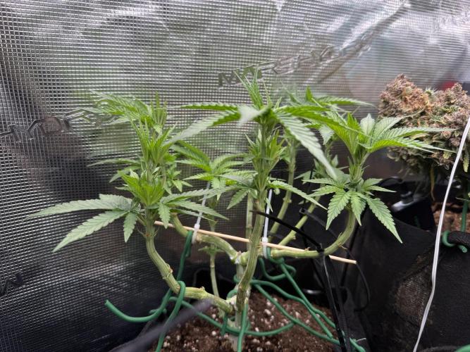 White Russian Runtz). Week 7 - going up