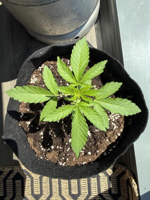 Outdoor experience GG4#. Week 3 - we begin third week