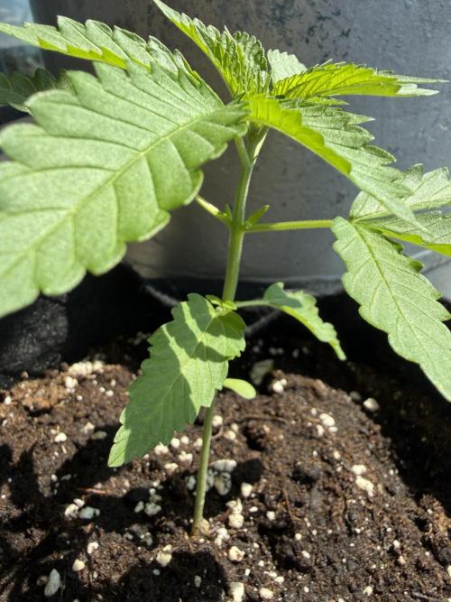 Outdoor experience GG4#. Week 3 - a lot to come