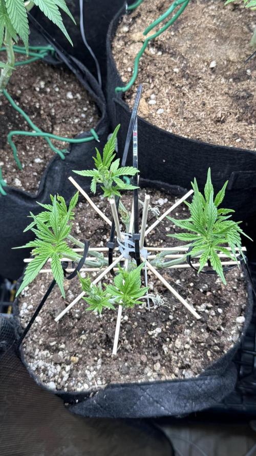 all eyes on weed. Week 6 - end of the day of hot co2 sessions