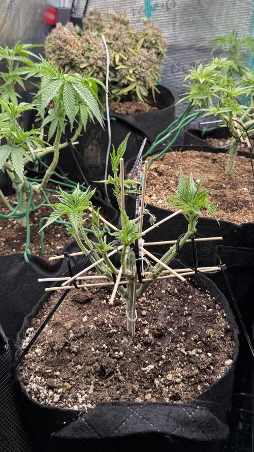 all eyes on weed. Week 6 - HST aplied
