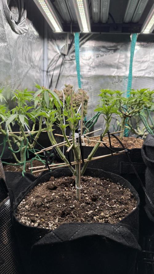 all eyes on weed. Week 6 - Looking ahead for 12/12