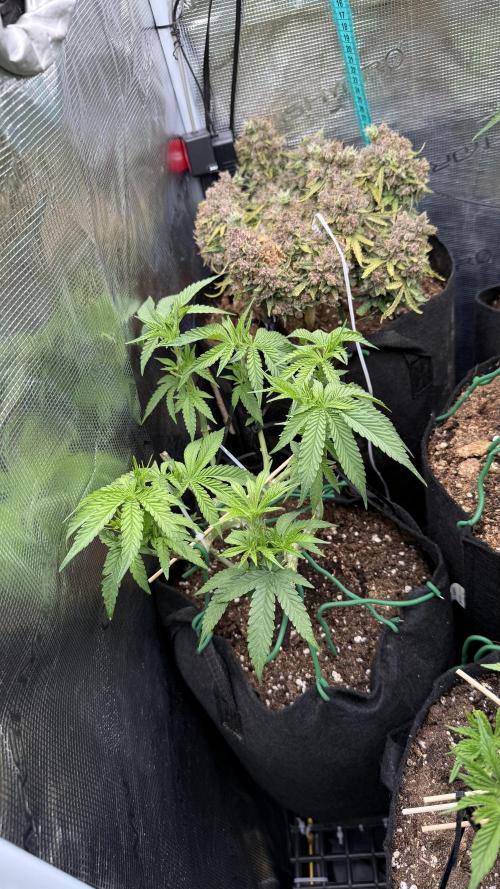 White Russian Runtz). Week 7 - growing well