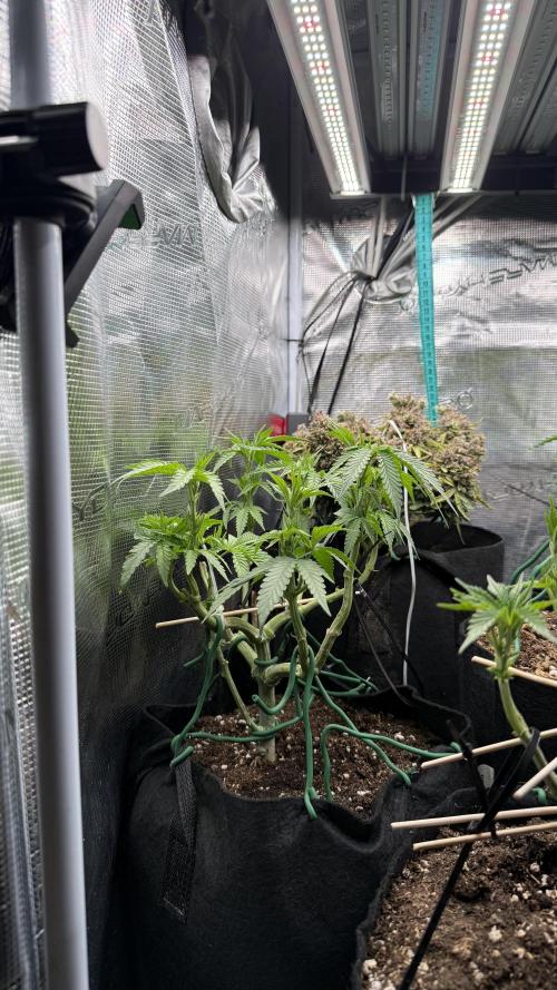 White Russian Runtz). Week 7 - looking ahead