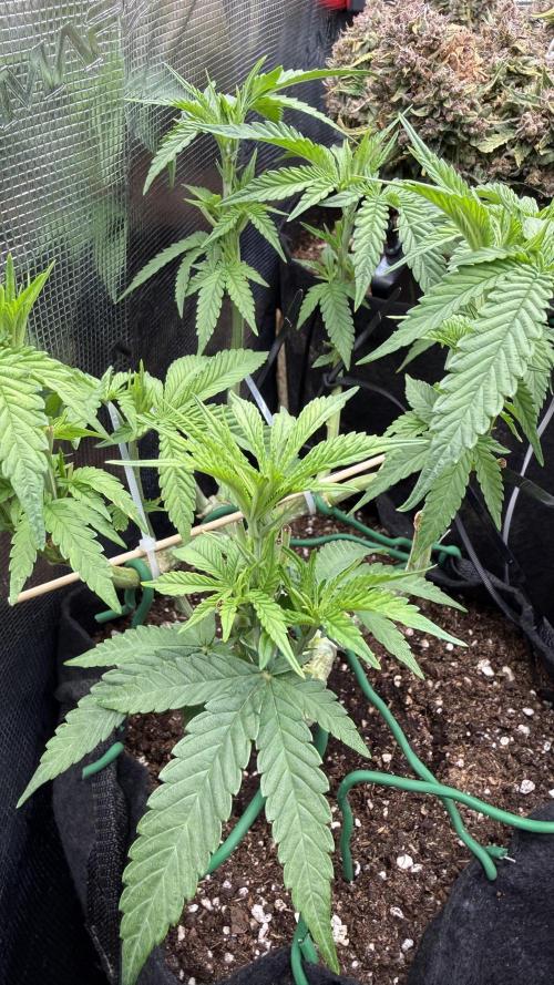 White Russian Runtz). Week 7 - nice buds in future