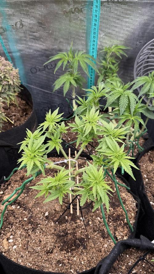 Time to experiment my theory on auto. Week 5 - strogn finish of hot day