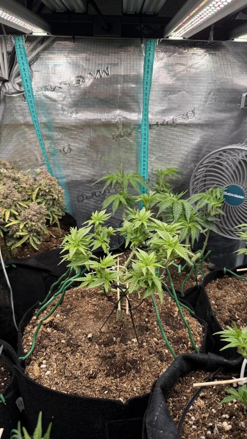 Time to experiment my theory on auto. Week 5