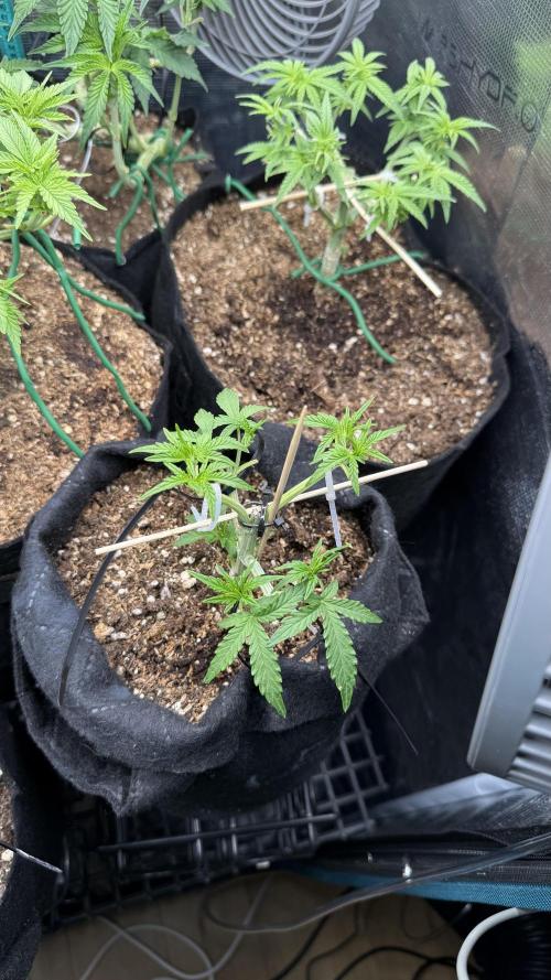 Runtz auto 2. Week 4 - she has one week to build up main stem