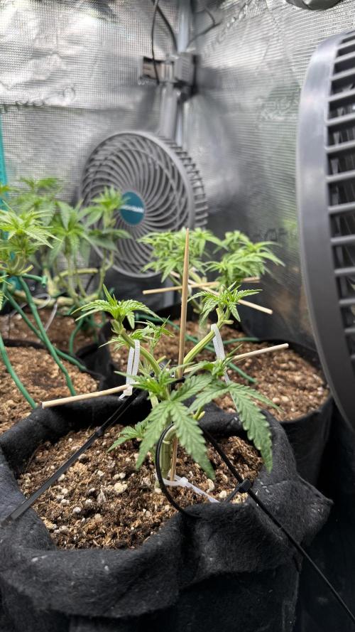Runtz auto 2. Week 4 - LST every day