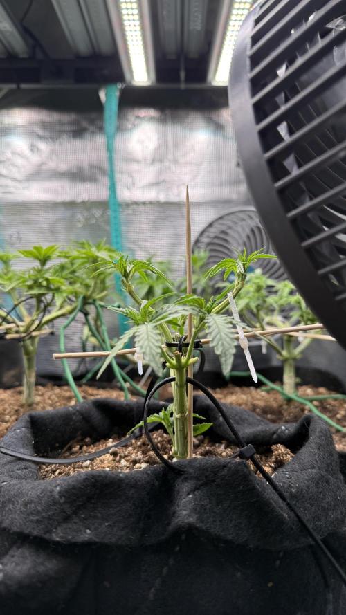 Runtz auto 2. Week 4 - Transplantation ahead