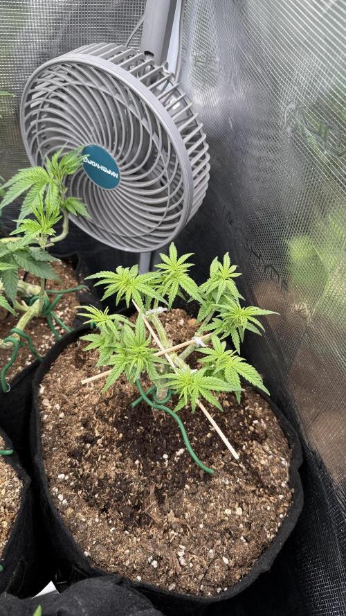 Northern lights auto Spirit Seeds. Week 5 - cooling down before sleep