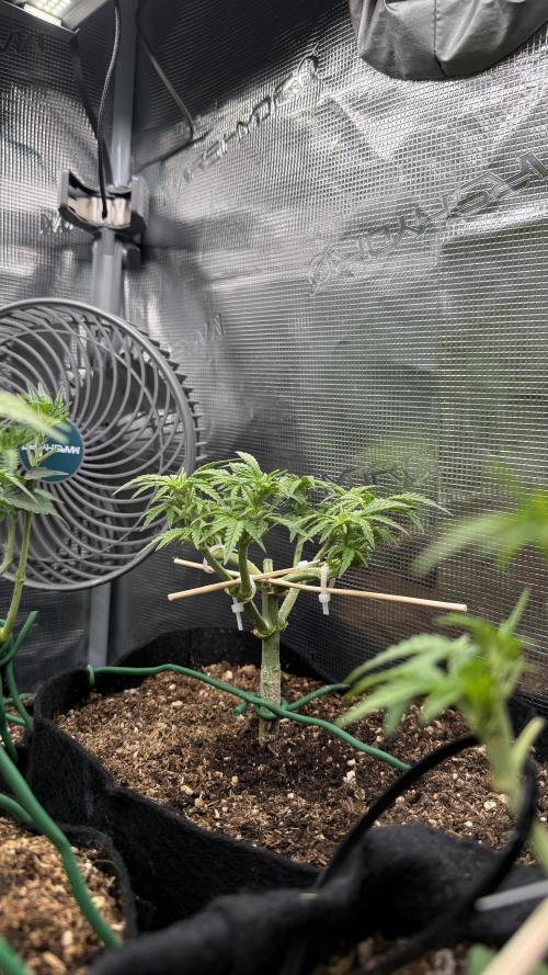 Northern lights auto Spirit Seeds. Week 5 - main lining lst everyday