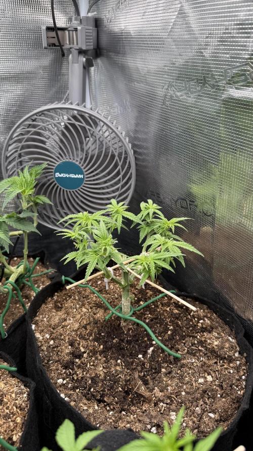 Northern lights auto Spirit Seeds. Week 5 - creating monster))