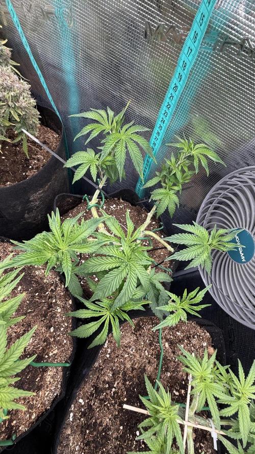 LCG 4U&4Me. Week 8