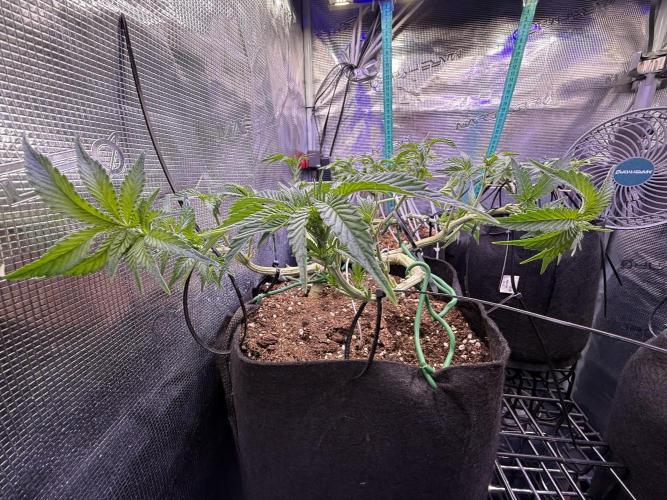 LCG 4U&4Me. Week 9 - lst,hst