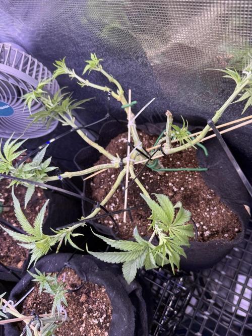 White Russian Runtz). Week 7 - welcome to my barber shop