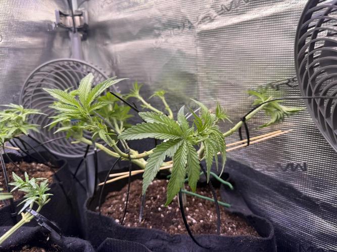 White Russian Runtz). Week 7 - lining up