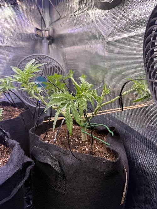 White Russian Runtz). Week 7 - at same level?