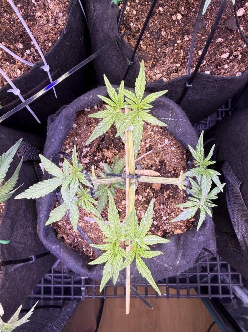 Runtz auto 2. Week 4 - building up monster)