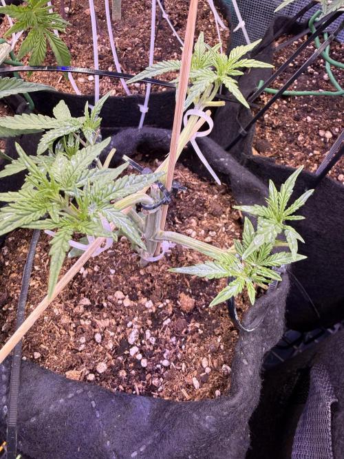 Runtz auto 2. Week 4 - recovered and lets see