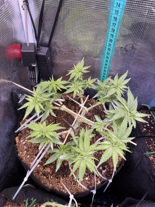Time to experiment my theory on auto. Week 5 - going healthy to pre flower