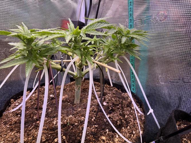 Time to experiment my theory on auto. Week 5 - adlite blue in action