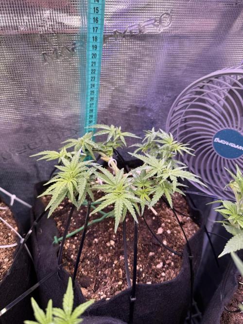 Northern lights auto Spirit Seeds. Week 5 - good morning
