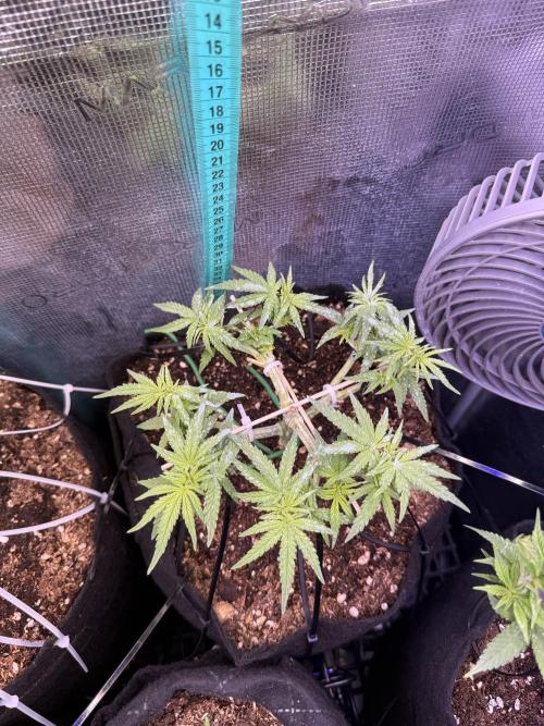 Northern lights auto Spirit Seeds. Week 5 - fellingwell after clipping