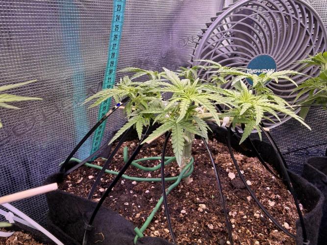Northern lights auto Spirit Seeds. Week 5 - watch out in 2-3 days)