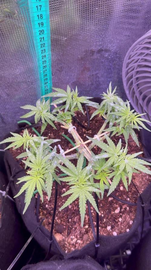 Northern lights auto Spirit Seeds
