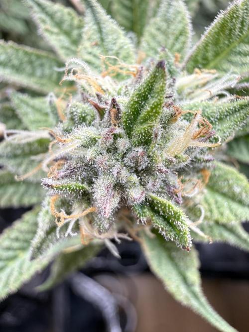 Primera fotopereodica GG4#. Week 13
