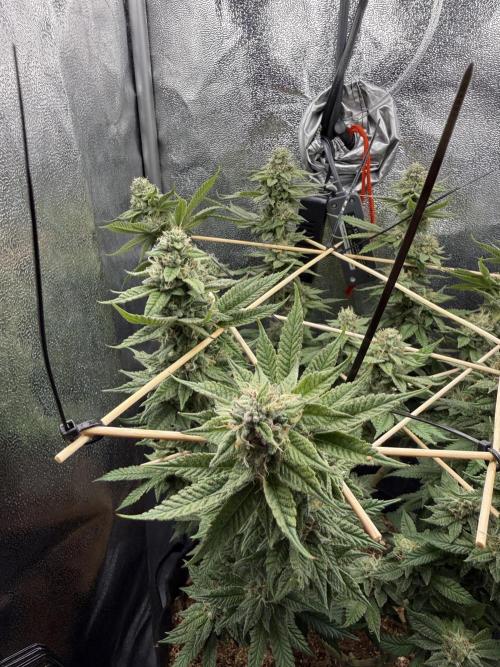 Primera fotopereodica GG4#. Week 13