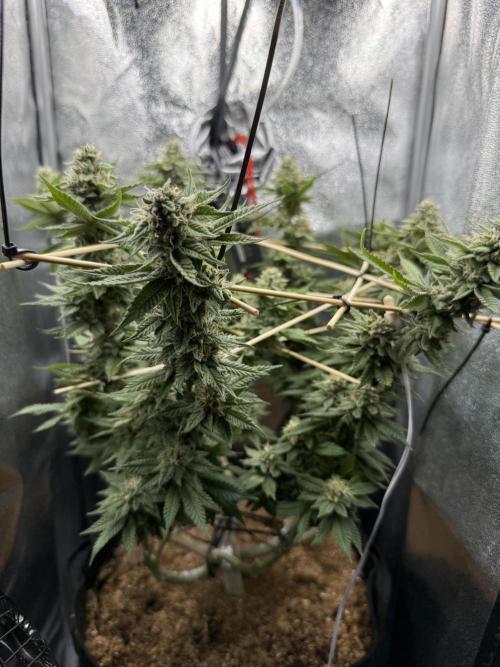 Primera fotopereodica GG4#. Week 13