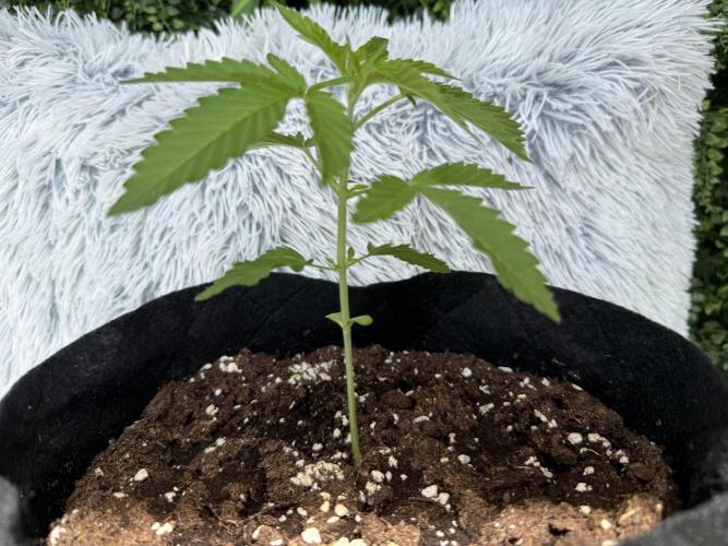 Outdoor experience GG4#. Week 3