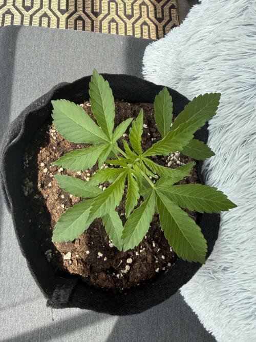 Outdoor experience GG4#. Week 3