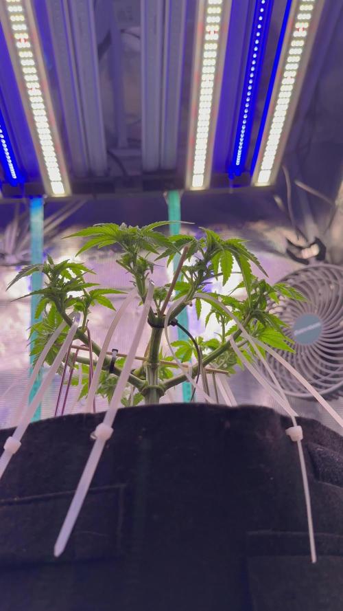 Hasse Grow Box