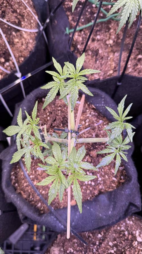 Runtz auto 2. Week 4 - berfore 4 hours of sweet dreams